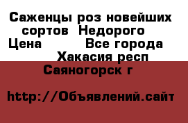 Саженцы роз новейших сортов. Недорого. › Цена ­ 350 - Все города  »    . Хакасия респ.,Саяногорск г.